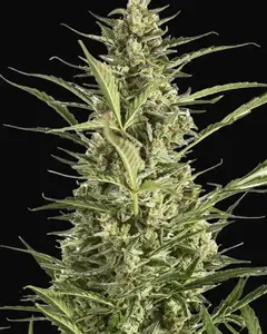 Critical Jack Auto