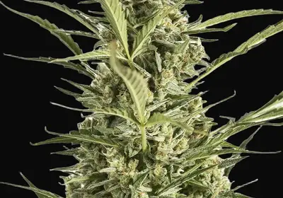 Critical Jack Auto