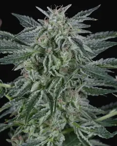 Critical Jack Auto
