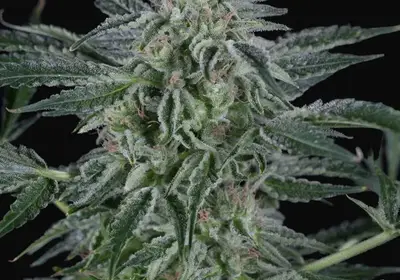 Critical Jack Auto