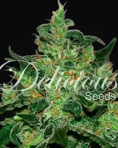 Critical Jack Herer Auto