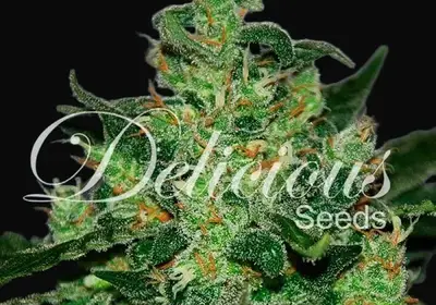 Critical Jack Herer Auto