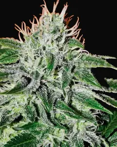 Critical Jack Herer