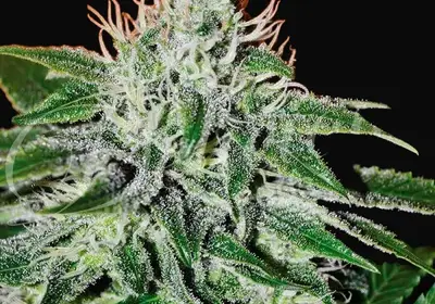Critical Jack Herer