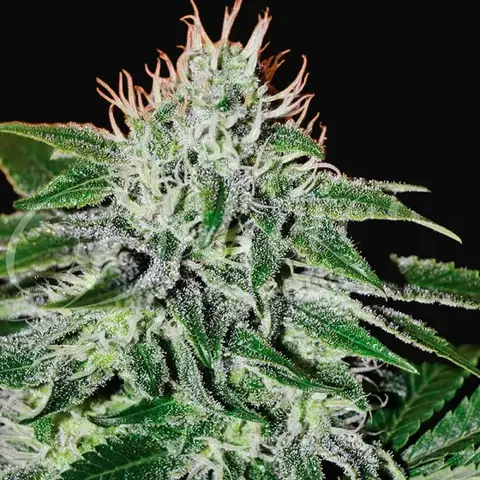 Critical Jack Herer