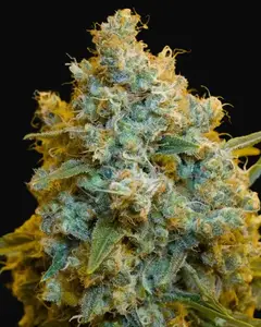 Critical Jack
