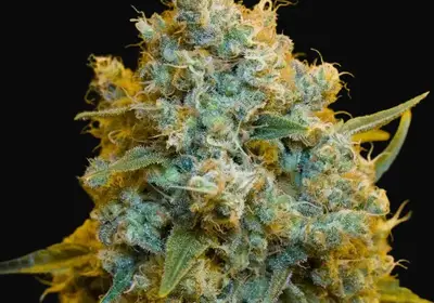 Critical Jack