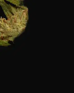 Critical Ketama