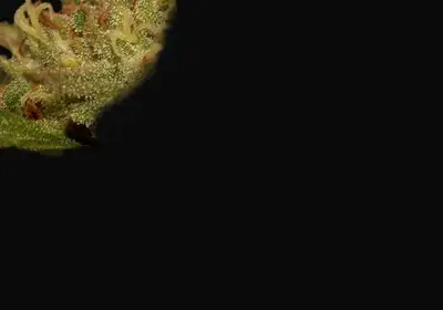 Critical Ketama