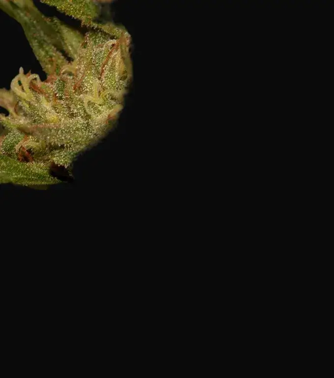 Critical Ketama