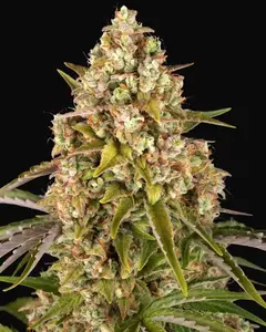 Critical Kush Auto