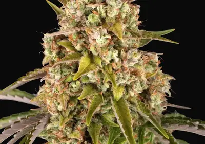Critical Kush Auto