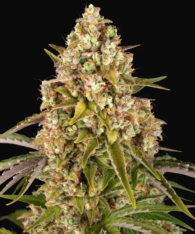 Critical Kush Auto