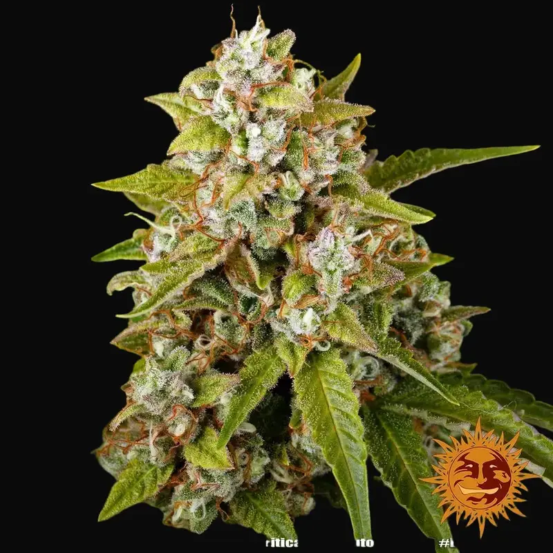 Critical Kush Auto — zdjęcie 2