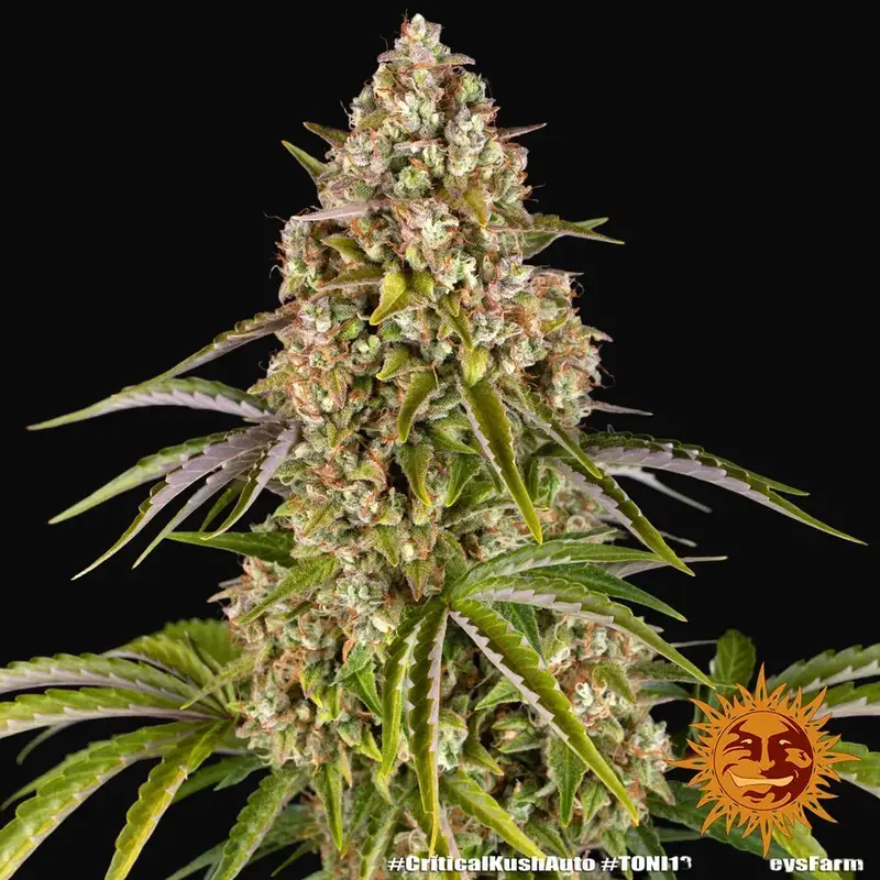 Critical Kush Auto — zdjęcie 5