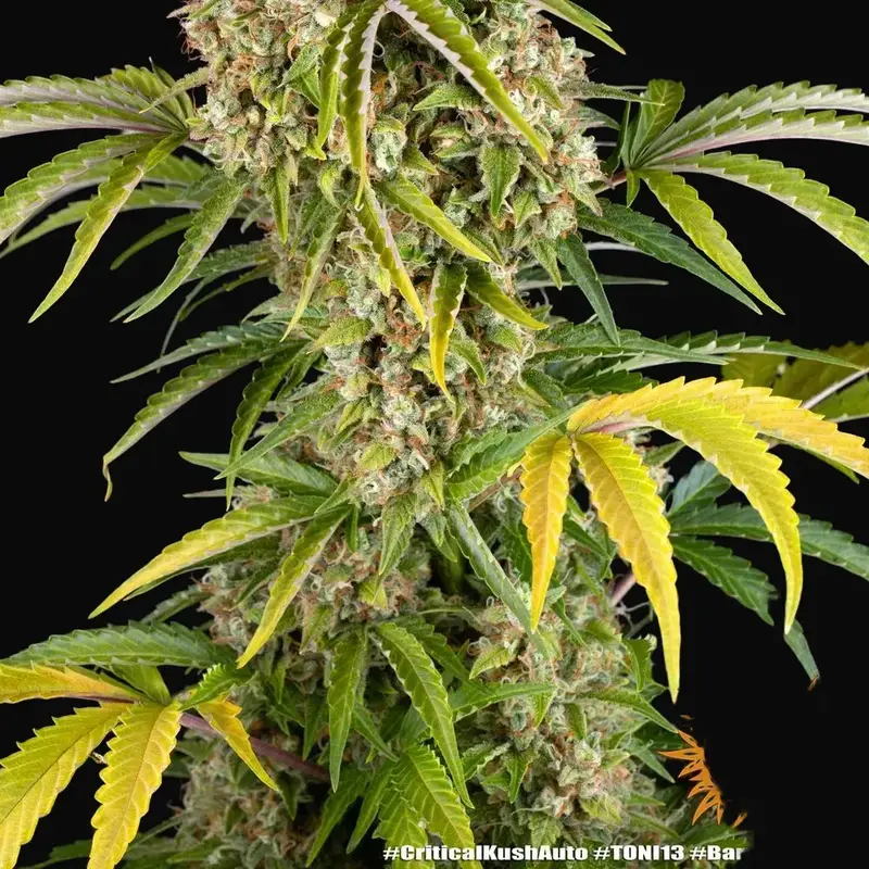 Critical Kush Auto — zdjęcie 3