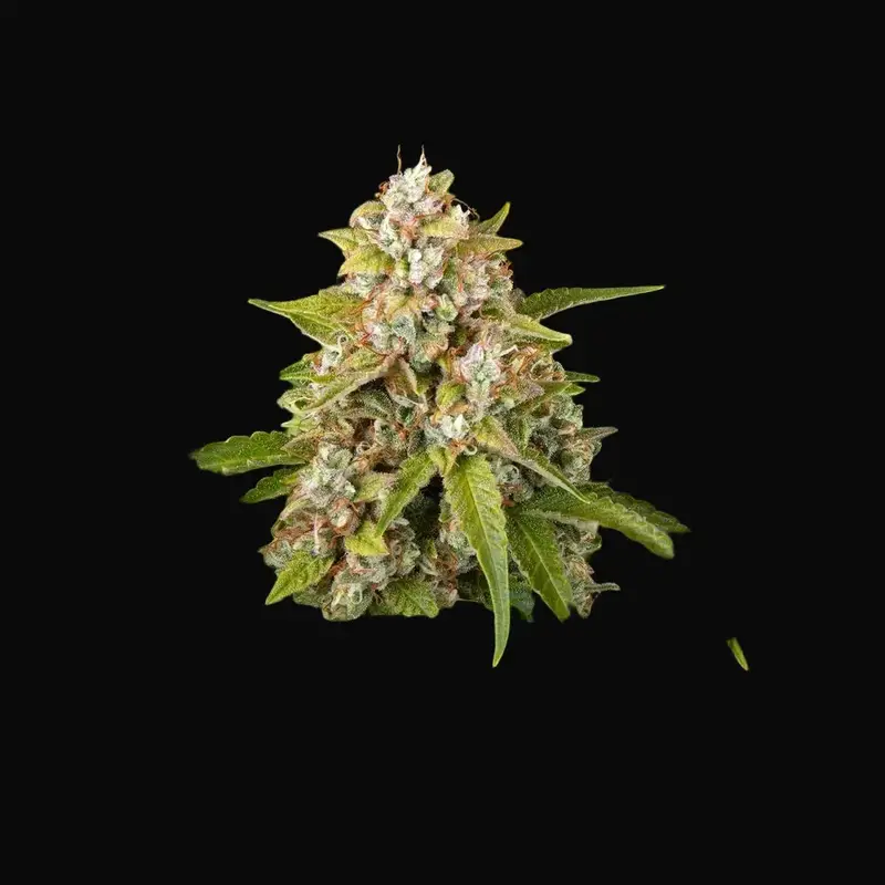 Critical Kush Auto — zdjęcie 4