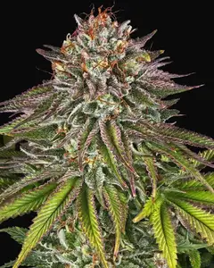 Critical Kush