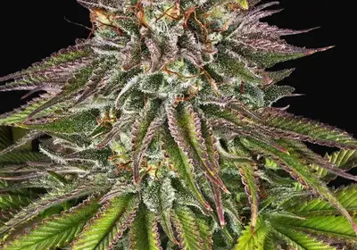 Critical Kush