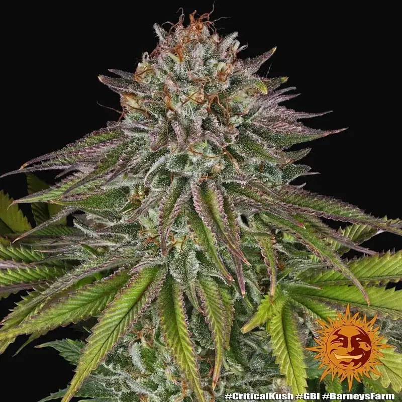 Critical Kush — zdjęcie 2