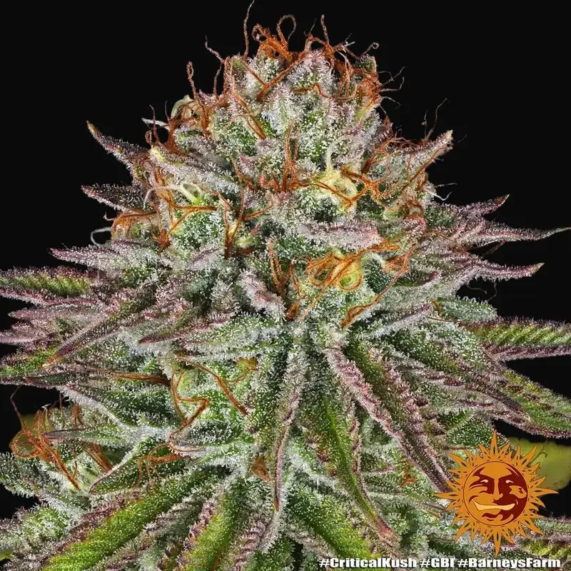 Critical Kush — zdjęcie 4