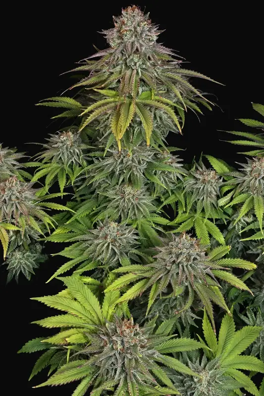 Critical Kush — zdjęcie 3