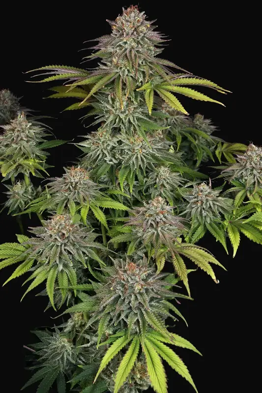 Critical Kush — zdjęcie 5