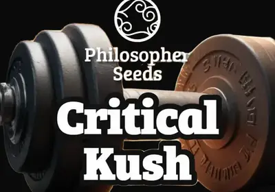 Critical Kush