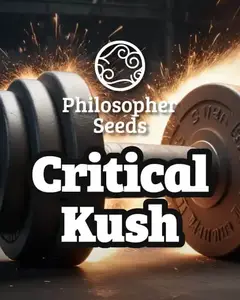 Critical Kush