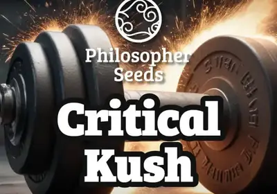 Critical Kush