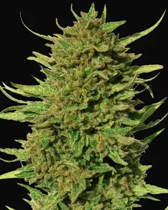 Critical Kush - Regular