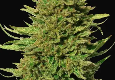 Critical Kush - Regular