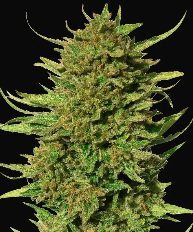 Critical Kush - Regular