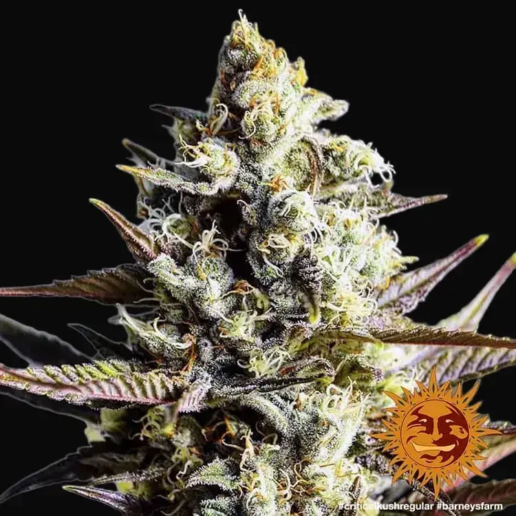Critical Kush - Regular — zdjęcie 4