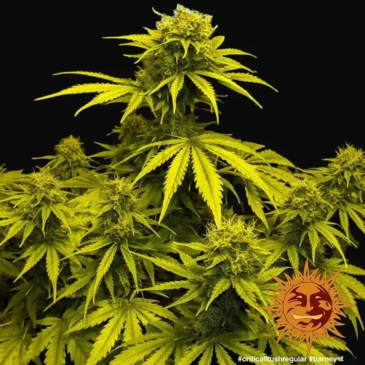 Critical Kush - Regular — zdjęcie 2