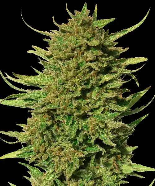 Critical Kush - Regular
