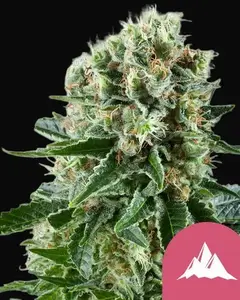 Critical Kush