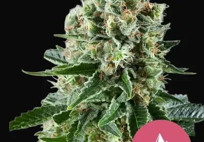 Critical Kush