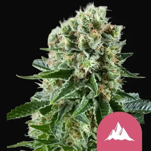 Critical Kush