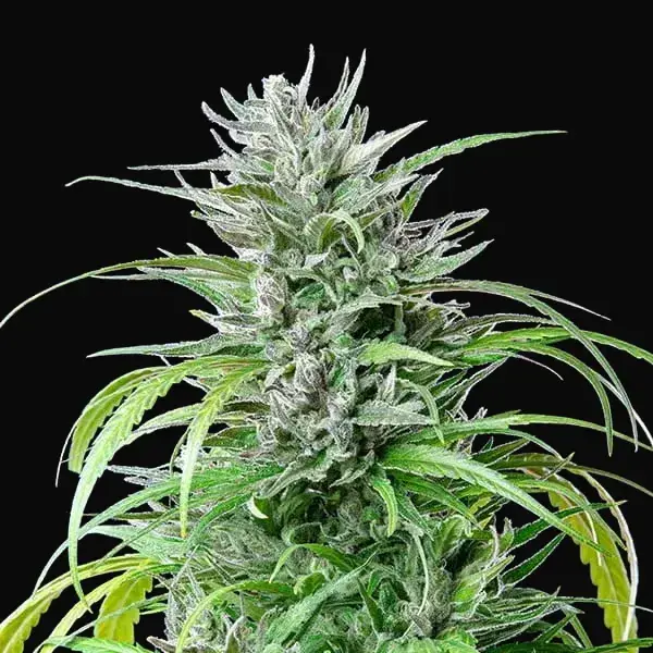 Critical Kush — zdjęcie 2