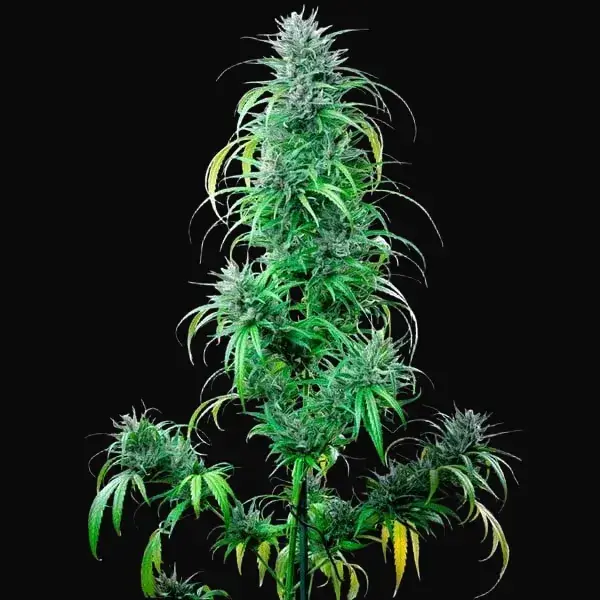 Critical Kush — zdjęcie 3