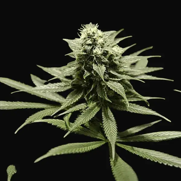 Critical Kush — zdjęcie 6