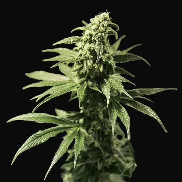 Critical Kush — zdjęcie 4
