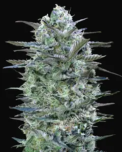 Critical Lemon