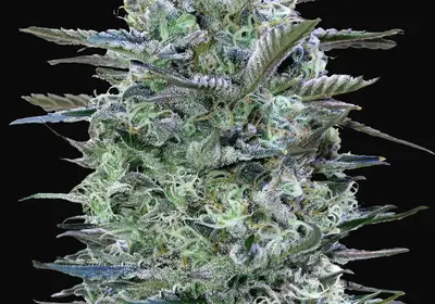 Critical Lemon