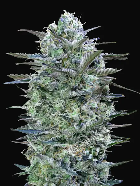 Critical Lemon