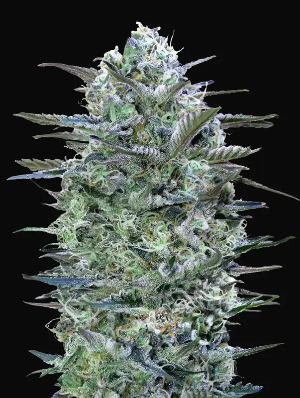 Critical Lemon