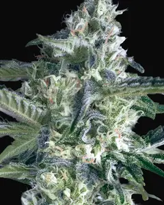 Critical Lemon Fast