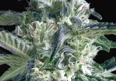 Critical Lemon Fast