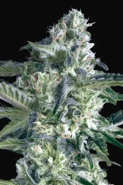 Critical Lemon Fast